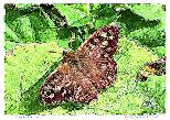 Speckled Wood Butterfly here-NFT